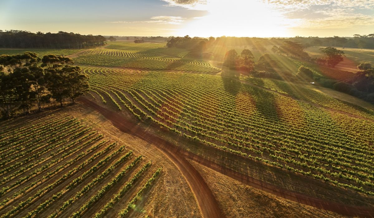 Leeuwin Estate's vineyard